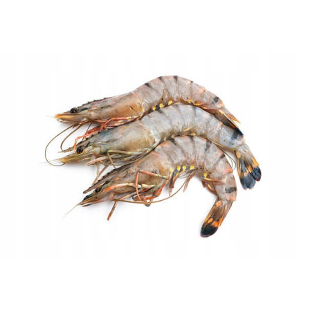 Black Tiger krewetki całe surowe 4 kg | O-fish.pl