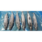 Makrela Cała Mrożona 5 kg - Hurtownia Ryb O-fish.pl