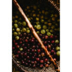 Agrest zielony mrożony 10 kg - naturalne owoce do przetwórstwa i deserów | O-fish.pl