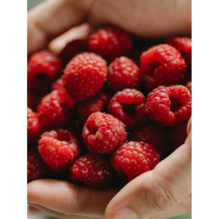 Maliny Mrożone Całe 5 kg - Owoce dla Gastronomii | O-fish.pl