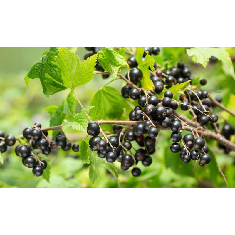 Czarna porzeczka mrożona 5 kg | Owoce mrożone | O-fish.pl