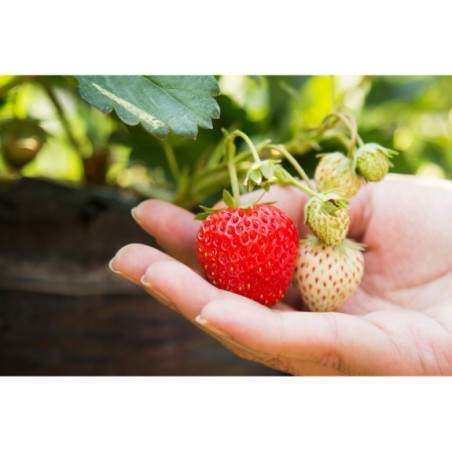 Truskawki mrożone duże premium 5 kg | Owoce mrożone | O-fish.pl