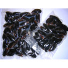 Omułki Chilijskie Gotowane 2 kg - Mrożone | Hurtownia O-fish.pl