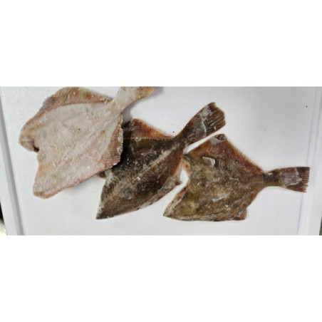 Flądra Tusza 2 kg Mrożona | Wysoka Jakość | O-fish.pl