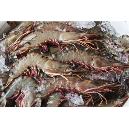 Krewetki Black Tiger 1 kg (16/20) - Surowe, Całe | O-Fish.pl