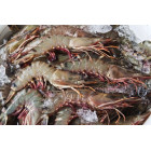 Krewetki Black Tiger 1 kg (16/20) - Surowe, Całe | O-Fish.pl