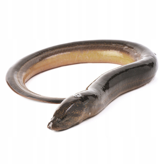 Węgorz Patroszony Mrożony 2kg | 100% Mięsa Bez Glazury