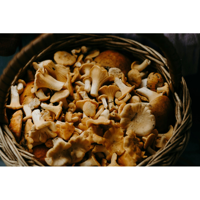 Kurka leśna mrożona 2 kg - Całe grzyby | O-fish.pl