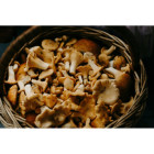 Kurka leśna mrożona 2 kg - Całe grzyby | O-fish.pl