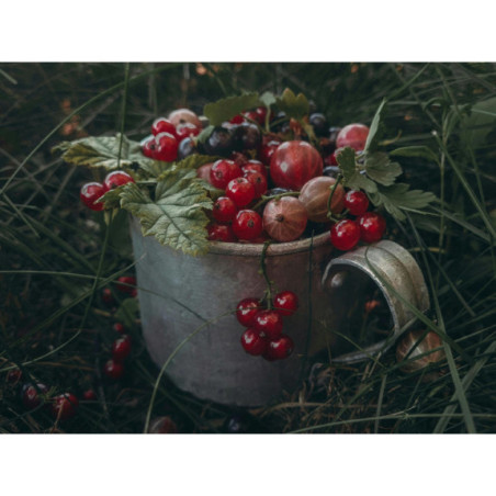 Czerwona porzeczka 2,5 kg - mrożone owoce hurt | O‑fish.pl