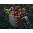 Czerwona porzeczka 2,5 kg - mrożone owoce hurt | O‑fish.pl