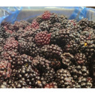 Jeżyny leśne mrożone IQF 2,5 kg | Hurtownia O-fish.pl