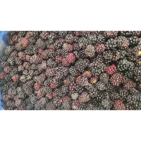 Jeżyny leśne mrożone IQF 2,5 kg | Hurtownia O-fish.pl