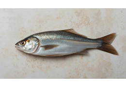 Śledź - z czym to się je? Poznaj ciekawostki o śledziach!