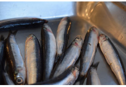 Czy śledzie są kaloryczne i jak bardzo?