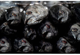 Jakie ryby w ciąży można spożywać, a jakich unikać?