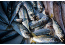 Morszczuk czy mintaj - co wybrać?