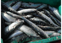 Jak długo moczyć śledzie? - poznaj przydatne wskazówki