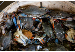 Ekskluzywne owoce morza – jakie gatunki osiągają najwyższe ceny?