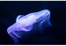 Top 5 smacznych ryb do przyrządzenia w galarecie