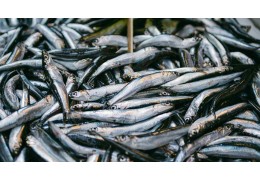 Czy śledz to ryba, która nadaje się do mrożenia?