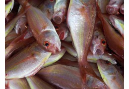 Przechowywanie ryb - podstawowe zasady higieny