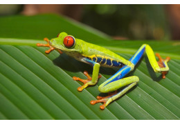 Co warto wiedzieć o żabich udkach?