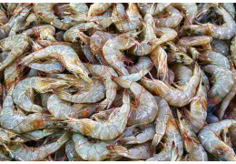 Na co zwrócić uwagę kupując krewetki argentyńskie?